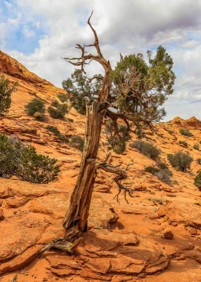 A weathered tree growing from sandstone in Vermilion Cliffs National Monument