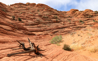 A dead tree at the base of a sandstone Butte in Vermilion Cliffs National Monument