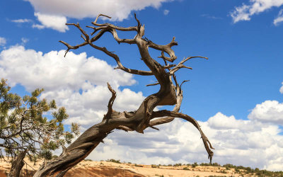 Dead tree along the Sipapu Bridge trail in Natural Bridges National Monument