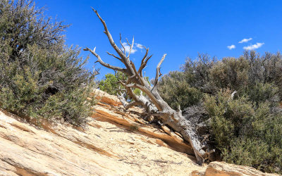 Fallen tree in the brush in Natural Bridges National Monument