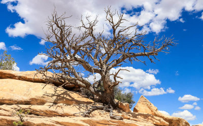 Dead tree clinging to rocks in Natural Bridges National Monument