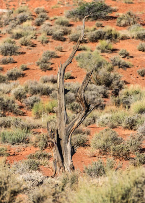 Remains of a dead tree in Valley of the Gods