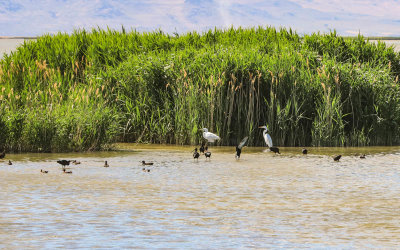 Birds in the marshlands of Bear River Migratory Bird Refuge