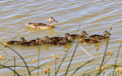 Mallard Duck and ducklings in Bear River Migratory Bird Refuge