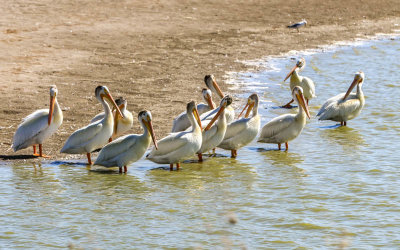 A flock of American White Pelicans at the waters edge in Bear River Migratory Bird Refuge