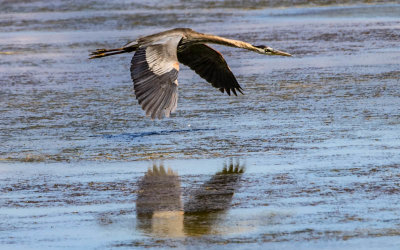 Great Blue Heron skimming the water in Bear River Migratory Bird Refuge
