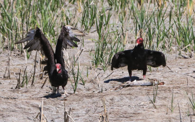 Turkey Vultures eating a fish in Bear River Migratory Bird Refuge