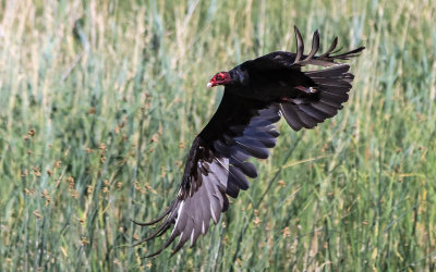 A Turkey Vulture flies over the marsh in Bear River Migratory Bird Refuge