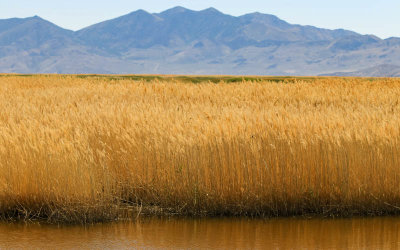 Golden grasses at the waters edge in Bear River Migratory Bird Refuge