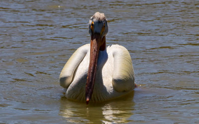 Head-on view of an American White Pelican in Bear River Migratory Bird Refuge