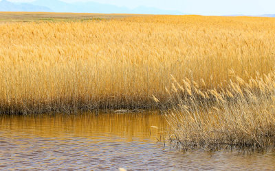Field of golden grasses along the marsh in Bear River Migratory Bird Refuge