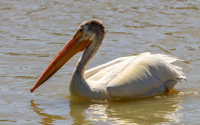 American White Pelican in Bear River Migratory Bird Refuge
