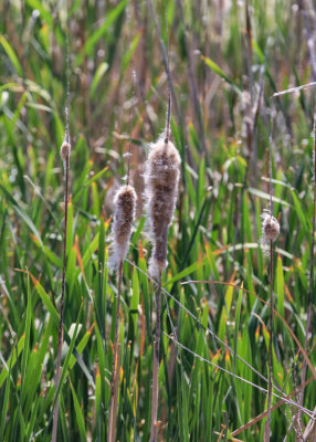 Cattails going to seed in Bear River Migratory Bird Refuge