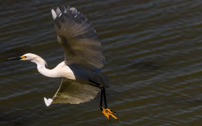 Snowy Egret takes flight in Bear River Migratory Bird Refuge
