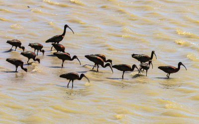 A flock of White-faced Ibis in Bear River Migratory Bird Refuge