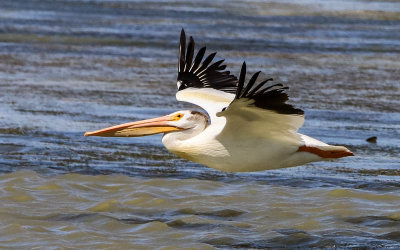 American White Pelican soars over the water in Bear River Migratory Bird Refuge