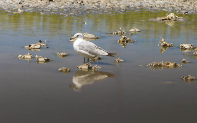 Ring-billed Gull stands among fish skeletons in Bear River Migratory Bird Refuge
