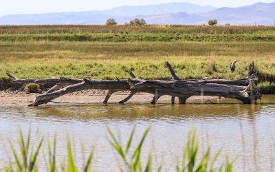 A toppled tree on the banks of the Bear River in Bear River Migratory Bird Refuge