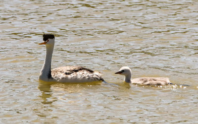 Clarks Grebe and chick in Bear River Migratory Bird Refuge