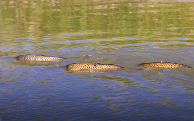 Carp swimming in shallow water in Bear River Migratory Bird Refuge