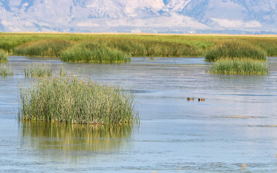 Marsh area in Bear River Migratory Bird Refuge