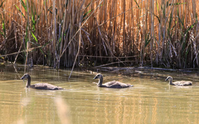 Cackling Goose chicks in Bear River Migratory Bird Refuge