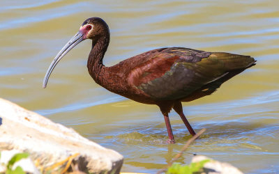 White-faced Ibis searches for food in shallow water in Bear River Migratory Bird Refuge