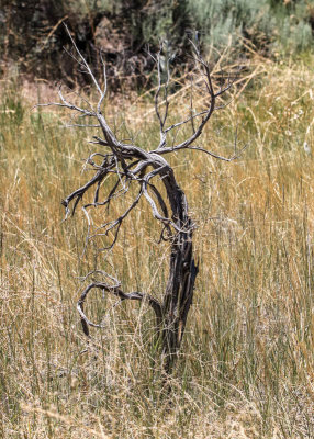 Twisted dead tree on the grassland in Golden Spike NHP