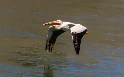 Pelican gliding over the Snake River in Massacre Rocks State Park