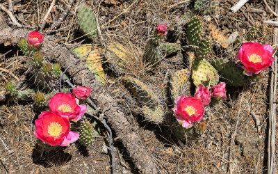 Blooming prickly pear cactus in City of Rocks National Reserve