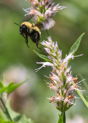 A bumble bee takes flight in City of Rocks National Reserve