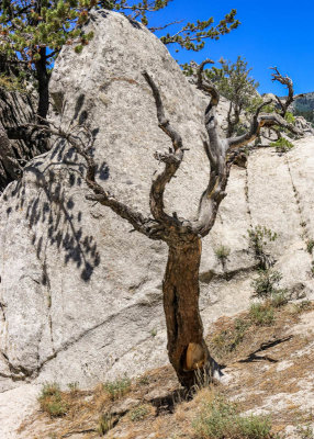 Dead tree in granite in City of Rocks National Reserve