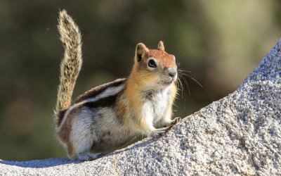 Chipmunk poses on granite in City of Rocks National Reserve