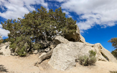 A tree with a large main root grows among granite boulders in City of Rocks National Reserve