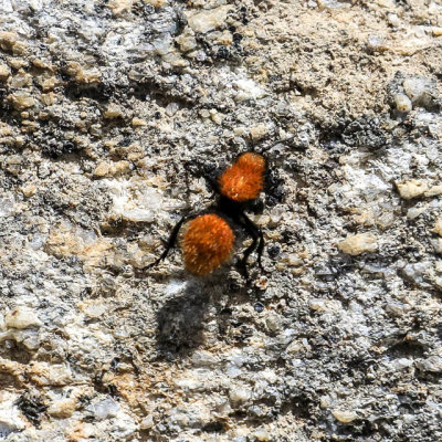 A velvet ant moves across granite rock in City of Rocks National Reserve