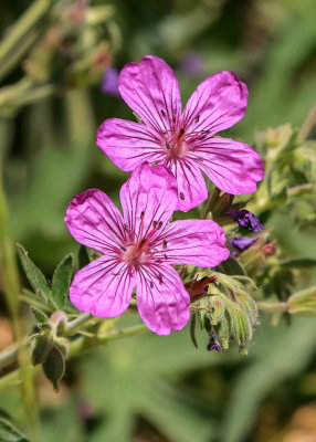 Flowers in Big Hole National Battlefield