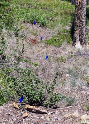 Flags mark spots where the U.S. Infantry dug entrenchments to defend against the Nez Perce counterattack in Big Hole National Ba