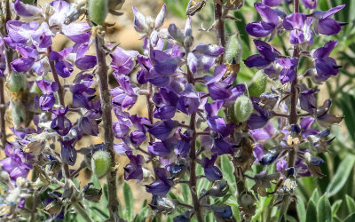 Flowers blooming in Big Hole National Battlefield