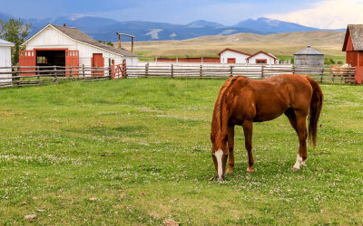 A horse grazes in a field with the Stallion Barn in the background (left) in Grant-Kohrs Ranch NHS