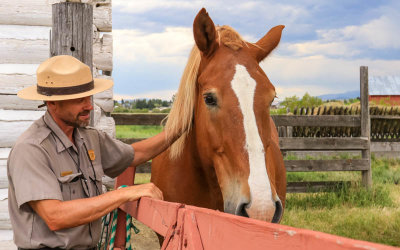 A Park Ranger pets a large Draft Horse in Grant-Kohrs Ranch NHS
