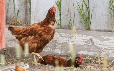 Chickens outside the Chicken Coop in Grant-Kohrs Ranch NHS