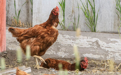 Chickens outside the Chicken Coop in Grant-Kohrs Ranch NHS