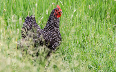 Plymouth Rock Chicken at the Chicken Coop in Grant-Kohrs Ranch NHS