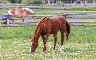 Horses grazing in the fields in Grant-Kohrs Ranch NHS