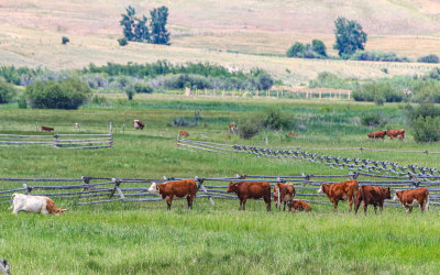 Cattle in the fields in Grant-Kohrs Ranch NHS