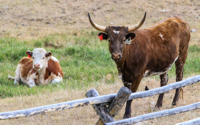 Longhorn Bull with a Hereford Cow in the background in Grant-Kohrs Ranch NHS