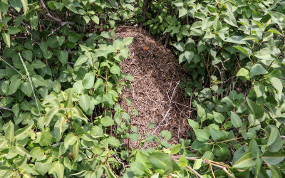 Wood Ant nest, more than two feet tall, in Grant-Kohrs Ranch NHS