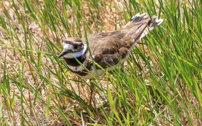 Killdeer in the grass in Grant-Kohrs Ranch NHS