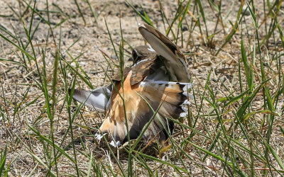 Male Killdeer acts injured to draw me away from the nest in Grant-Kohrs Ranch NHS