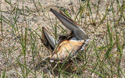Broken wing act by a male Killdeer in Grant-Kohrs Ranch NHS